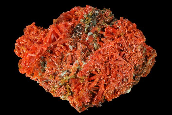 Bright Orange Crocoite Crystal Cluster - Tasmania #171703